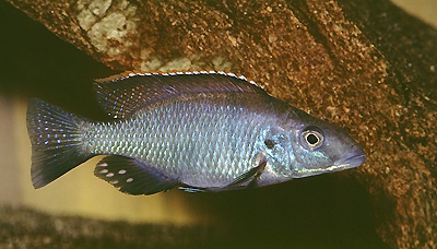 Stigmatochromis pholidophorus